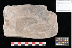 Foto (Objekt + Etikett) von Apocynophyllum cretaceum Ettingshausen (NHMW-GEO-2024-0188-10600)
